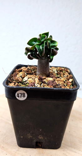 Adenium dha mgs - adenium,